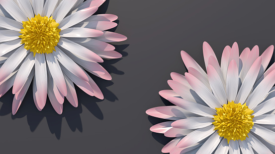 Two white and pink daisies. Gray background. Abstract illustration, 3d render.