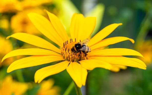 istock Beautiful wild flower winged bee on background foliage meadow 1474326682