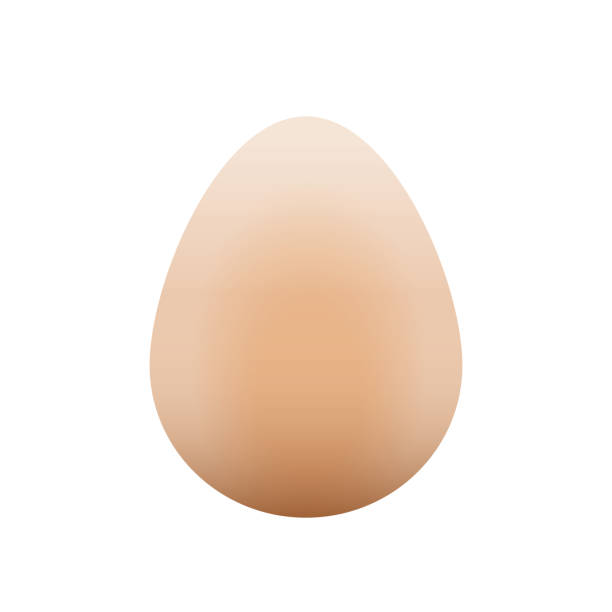 격리 된 계란 디자인 - white background brown animal egg ellipse stock illustrations