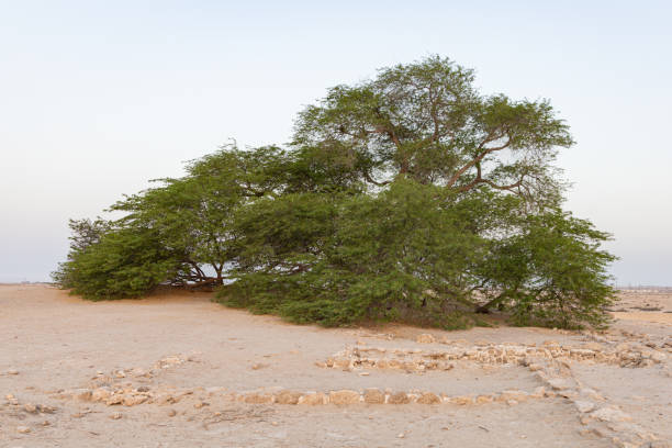 istock The Tree of Life 1474330113