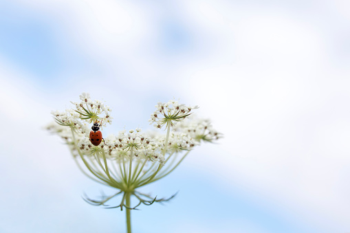 A ladybug on queen anne's lace wildflowers shot at low angle, with sky as background.