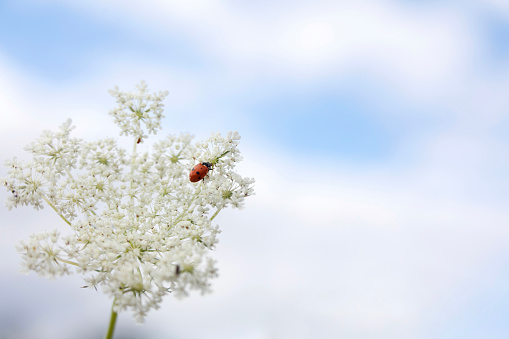 A ladybug on queen anne's lace wildflowers shot at low angle, with sky as background.