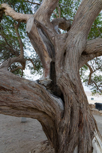 istock The Tree of Life, Bahrain 1474331119