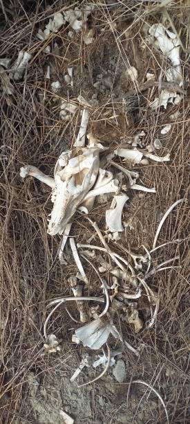 istock Bones from in nature, bones lying in the field, skeleton 1474332218