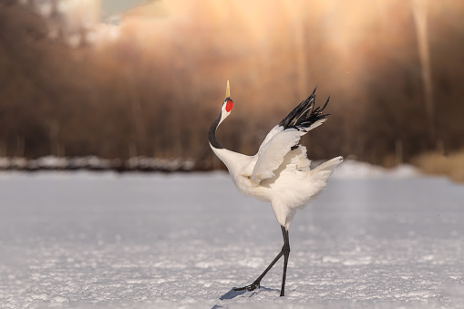 Japan, Hokkaido, red-crowned cranes, birds, snow, wildlife