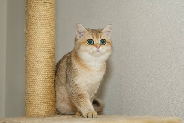 istock Red Scottish cat with green eyes 1474336492