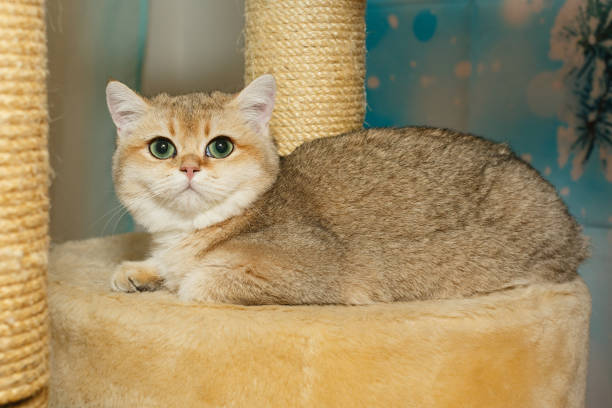 istock Red Scottish cat with green eyes 1474336509