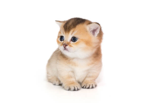 istock Small Scottish kitten, aged one month 1474336514