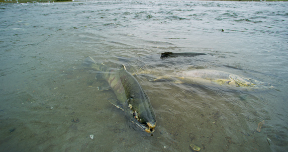Desperate Struggle. Salmon Struggle to Survive in the River. Salmon carcass. Animal food chain as salmon return to freshwater to spawn, Alaska, summer 2017.