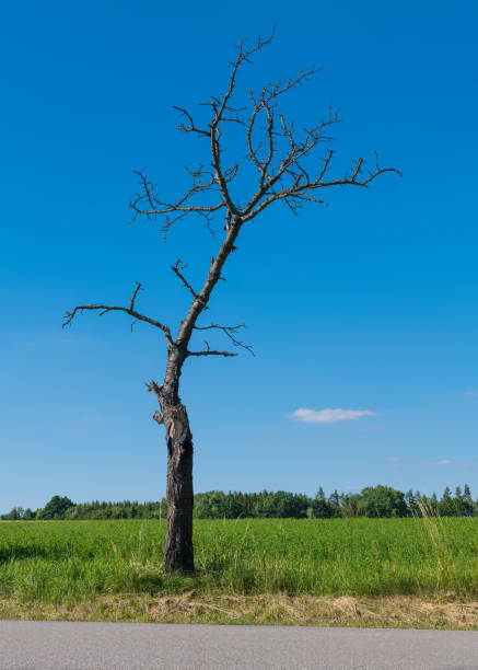Closeup of dead plant with rough trunk and bare weathered branches in green nature with road, field and forest at clear summer weather