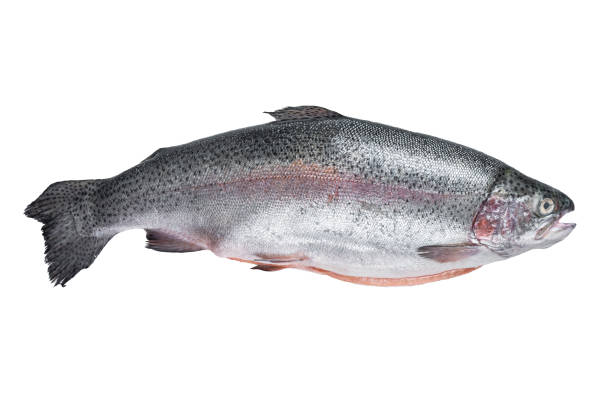 istock Raw trout silver fish on a kitchen table.  Isolated on white background 1474337616