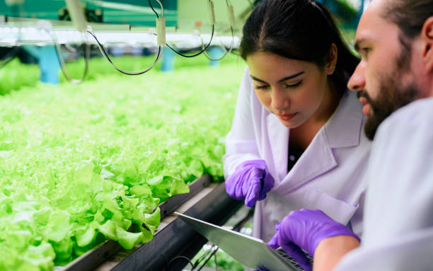 istock Researchers developing vegetable varieties at greenhouse agriculture 1474339046