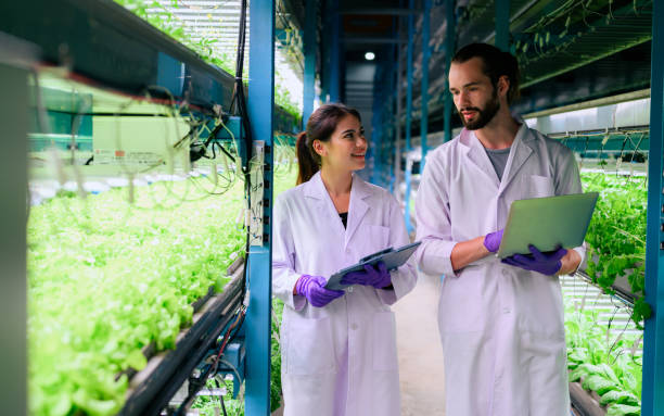 istock Researchers developing vegetable varieties at greenhouse agriculture 1474339240
