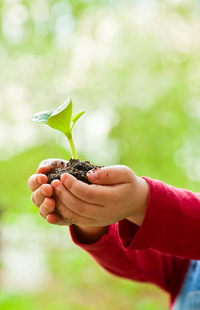 istock Chilg with shoot in hands 147433950