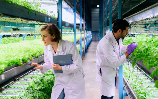 istock Researchers developing vegetable varieties at greenhouse agriculture 1474340380