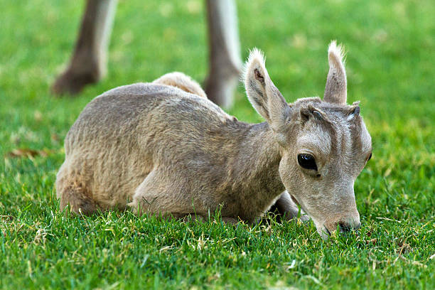 desert big horn schaf baby-lamm - bighorn sheep sheep desert mojave desert stock-fotos und bilder