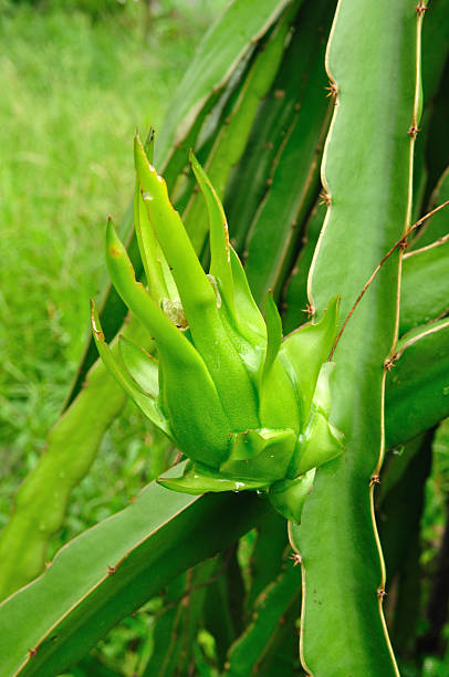 istock Close up green dragon fruit in garden 147434184