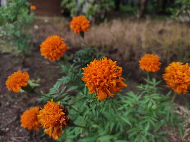 istock close up of marigold flower 1474342568