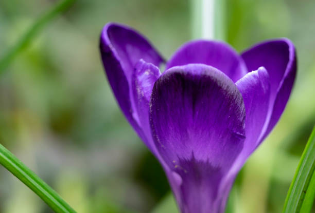 macro photo of a purple corcus with a soft background in early spring stock photo