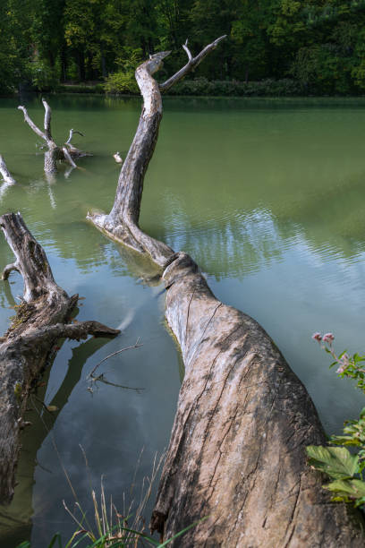 istock Fallen Dead Ashes At Lake Hinterbruehl 1474343641