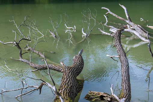 Coarse Woody Debris At Lake Hinterbruehl In Munich, Bavaria
