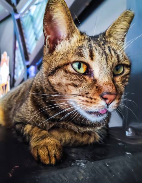 istock A cute cat gazes  into the distance with laid-back curiosity. 1474345201