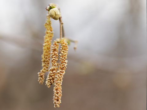 Flowering hazelnut (hazel) (Corylus L.). During flowering, hazel catkins contain a large amount of pollen.