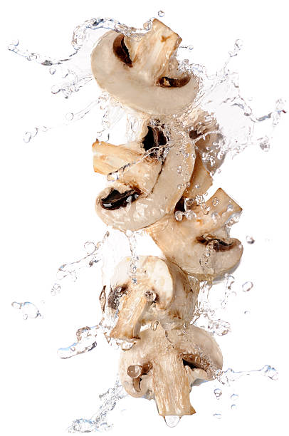 champignons en splash - mushroom edible mushroom water splashing photos et images de collection