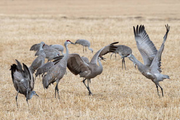 istock Migrating Greater Sandhill Cranes in Monte Vista, Colorado 1474346694