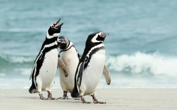 istock Group of Magellanic penguins on a sandy beach 1474348251