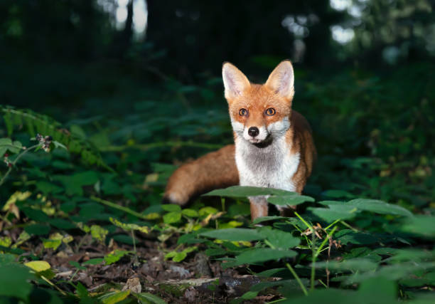 istock Close up of a Red fox in forest at night 1474348355