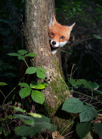 Close up of a playful red fox hiding behind a tree in a forest, UK.