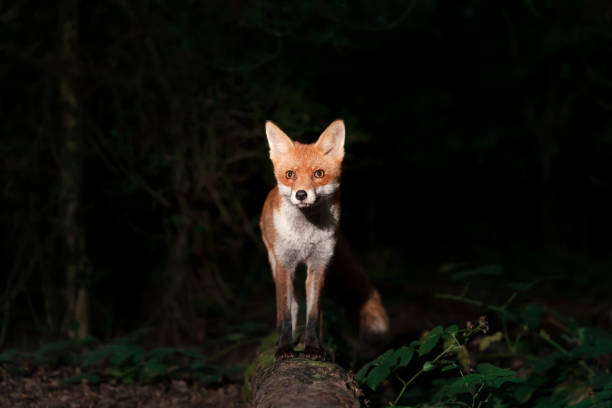 istock Close up of a Red fox in forest at night 1474348524