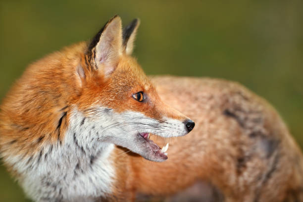 Portrait of a Red fox (Vulpes vulpes) stock photo