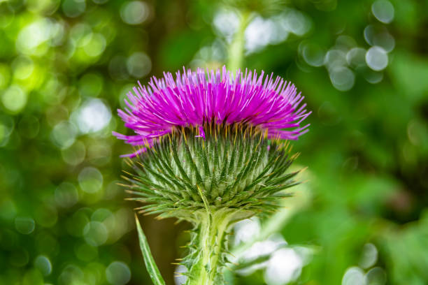 istock Beautiful growing flower root burdock thistle on background meadow 1474350920