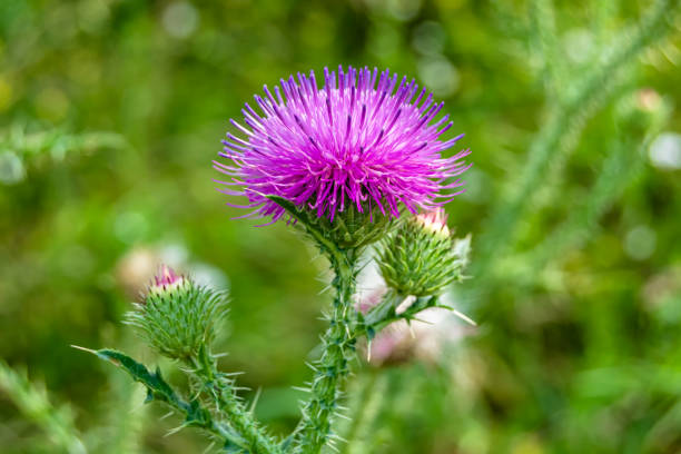 istock Beautiful growing flower root burdock thistle on background meadow 1474350988