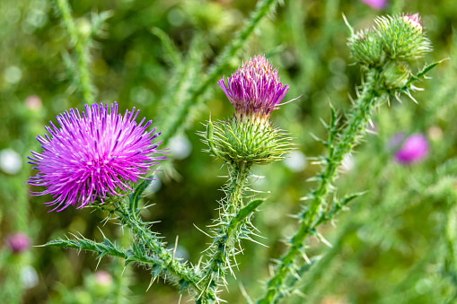 Acercamiento de flores de cardo, fondo desenfocado, vegetación de la sierra de Guadalupe en el estado de México