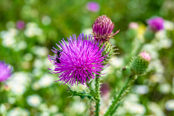 istock Beautiful growing flower root burdock thistle on background meadow 1474351013
