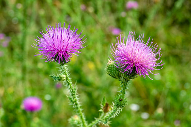 istock Beautiful growing flower root burdock thistle on background meadow 1474351034