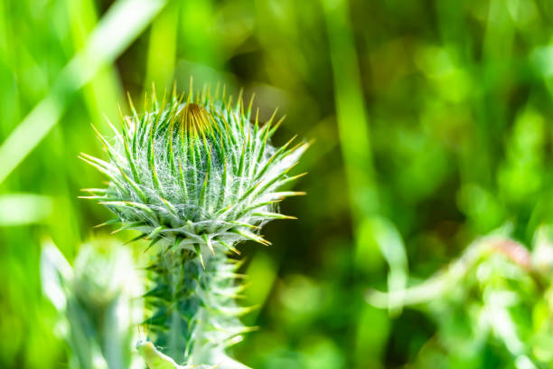Beautiful growing flower root burdock thistle on background meadow, photo consisting from growing flower root burdock thistle to grass meadow, growing flower root burdock thistle at meadow countryside