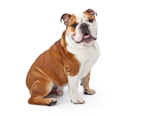 A young nine month old English Bulldog sitting against a white background and looking at the camera