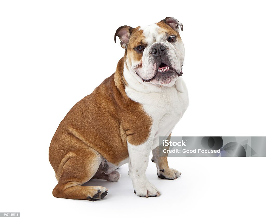 English bulldog sitting on white background A young nine month old English Bulldog sitting against a white background and looking at the camera Bulldog Stock Photo