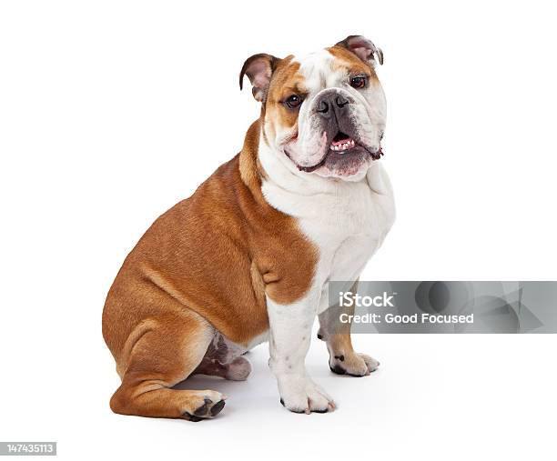 English Bulldog Sitting On White Background Stock Photo - Download Image Now - Bulldog, Dog, Overweight