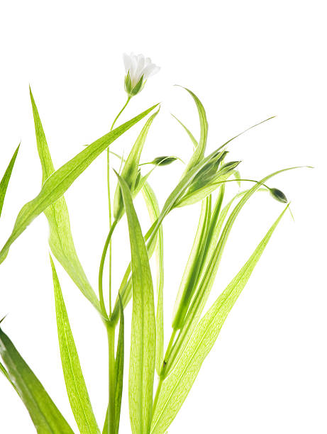 istock Stellaria holostea L., starwort, chickweed 147435324