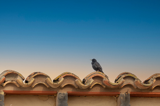 Black Bird Perched on Roof at Sunset