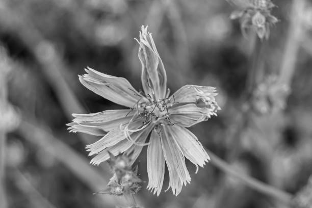 istock Beauty wild growing flower chicory ordinary on background meadow 1474355549