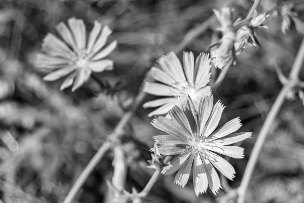 istock Beauty wild growing flower chicory ordinary on background meadow 1474355672
