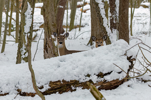 Deer. The white-tailed deer  also known as the whitetail or Virginia deer in winter on snow. White tail deer is  the wildlife symbol of Wisconsin  and game animal of Oklahoma.