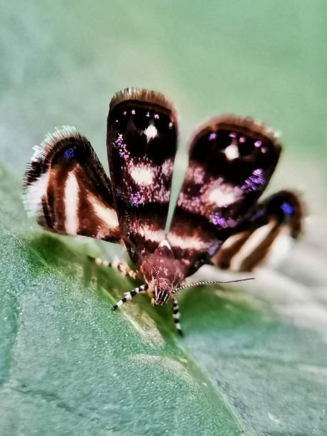 istock Selective focus of metalmark moth isolated on green blurry background 1474356940