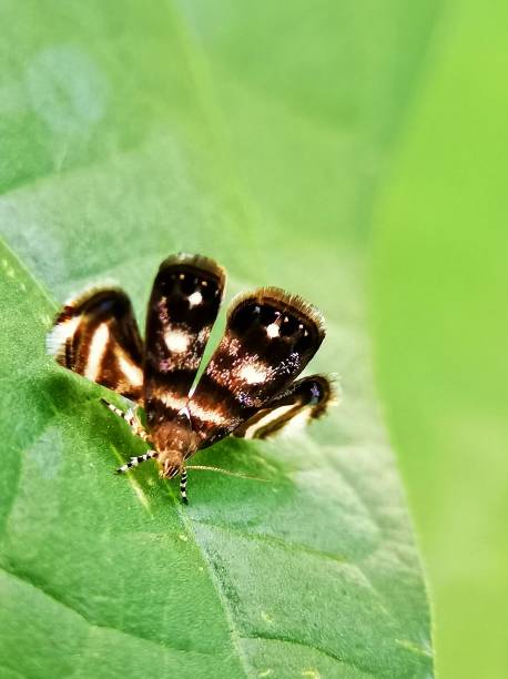 istock Selective focus of metalmark moth isolated on green blurry background 1474356952